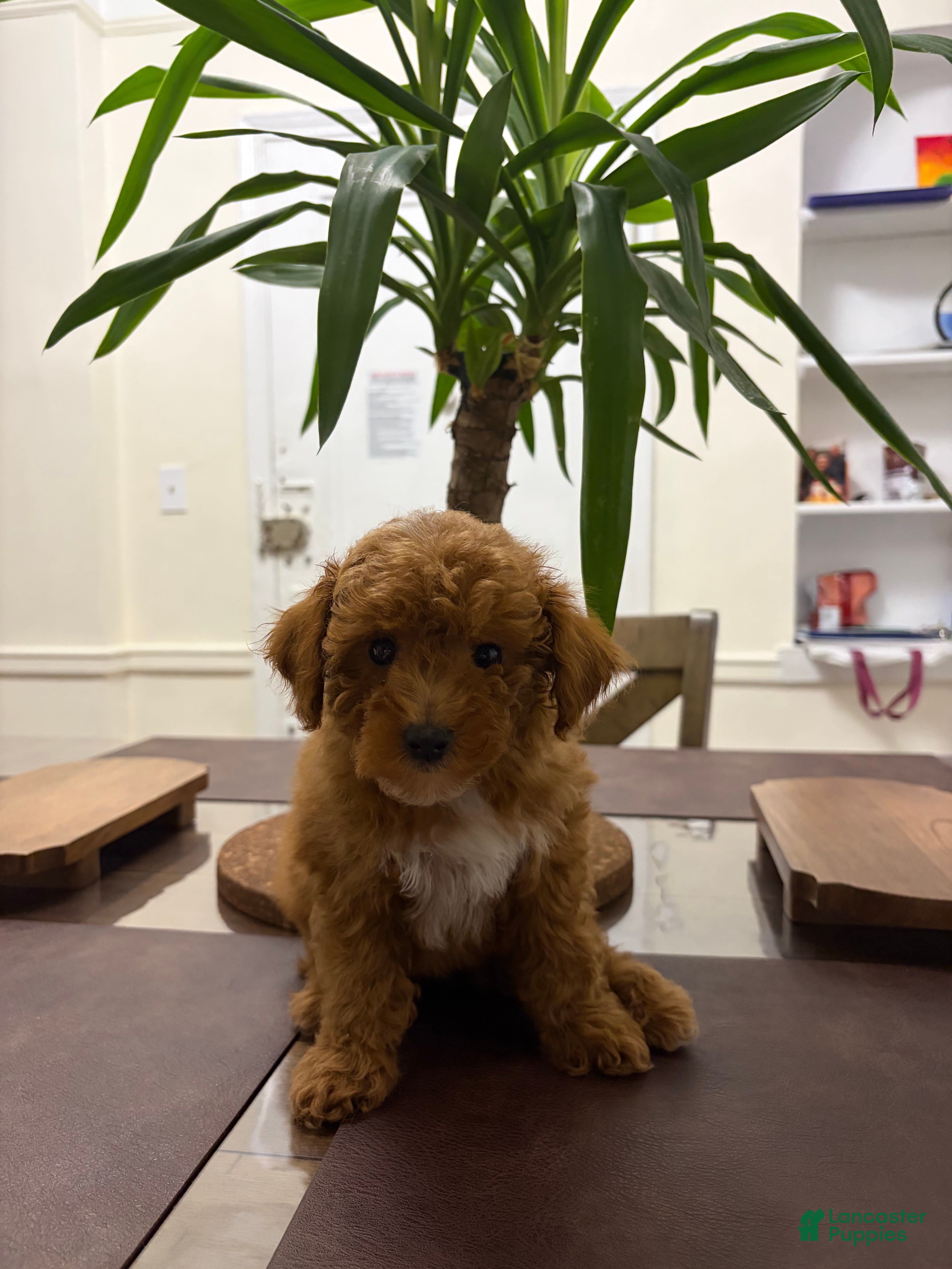 Toy Poodle dogs Zip - Ad 18