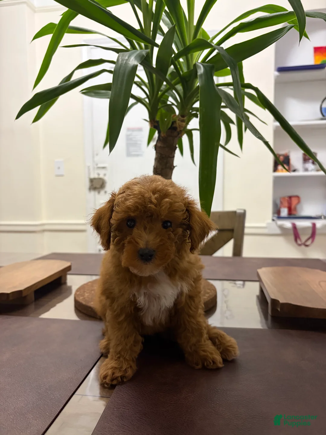 Toy Poodle dogs for sale: Zip - Ad 1