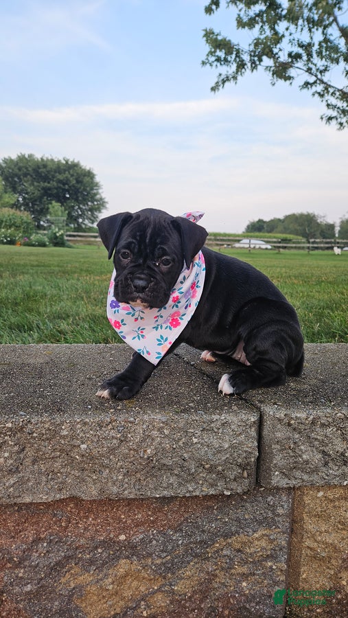 Boxer dogs Abby - Ad 2