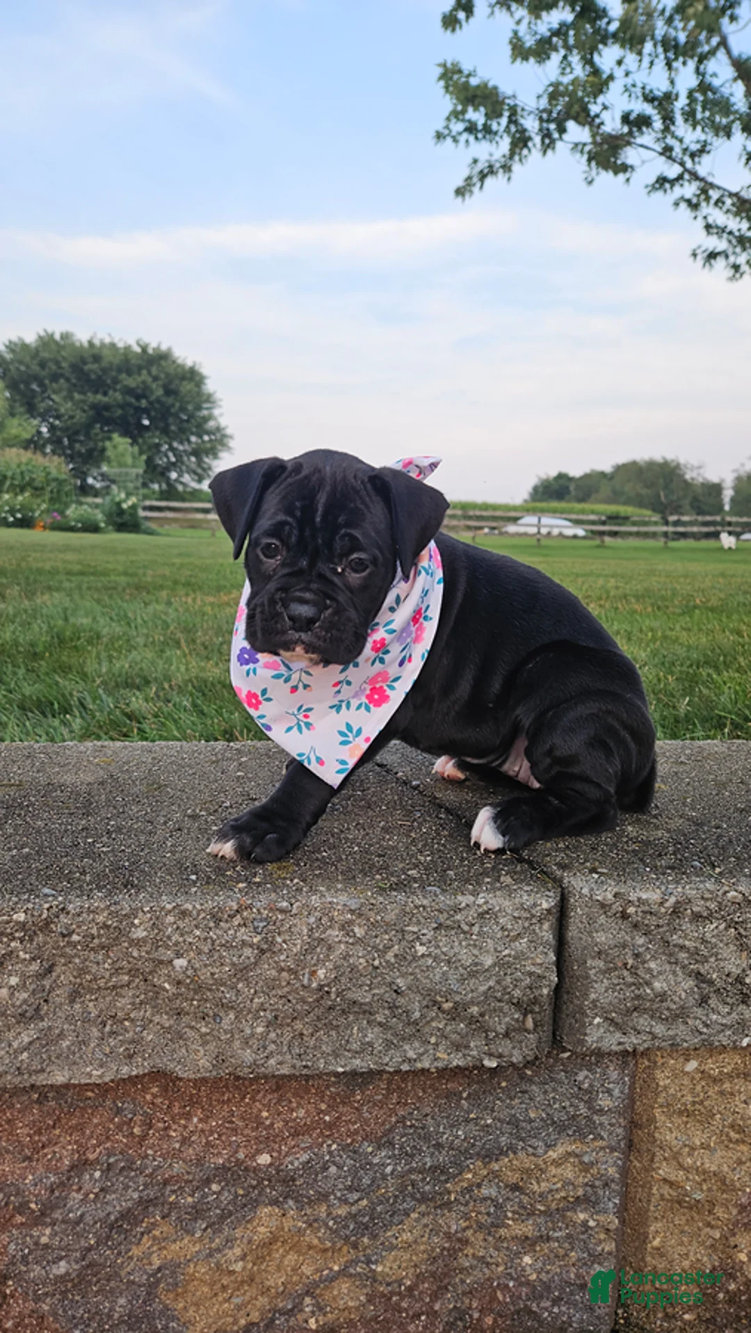 Boxer dogs for sale: Abby - Ad 2