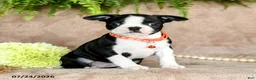 Boston Terrier dogs for sale: Dandy - Ad 4