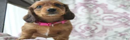 Miniature Dachshund dogs for sale: Carmel - Ad 8