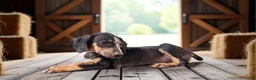Catahoula Leopard Dog dogs for sale: Bug 2026 Male 1 - Ad 6