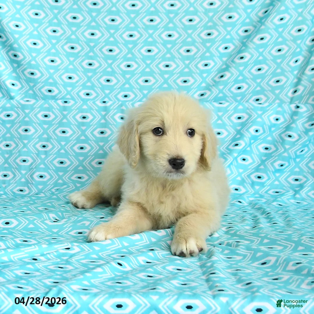 Goldendoodle dogs for sale: Molly - Ad 5