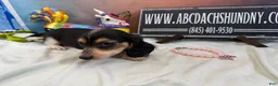 Miniature Dachshund dogs for sale: Russian/South African pies - Ad 13
