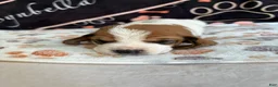 Basset Hound dogs for sale: Basset Hound 6 - Ad 3