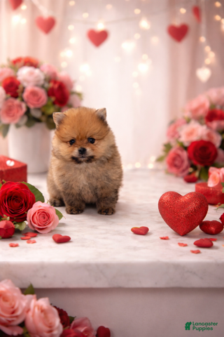 Pomeranian dogs Tiny - Ad 2