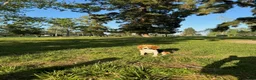 Beagle dogs for sale: Lola - Ad 10