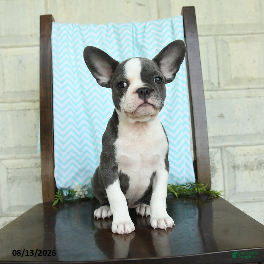 Frenchton dogs Jessica - Ad 1