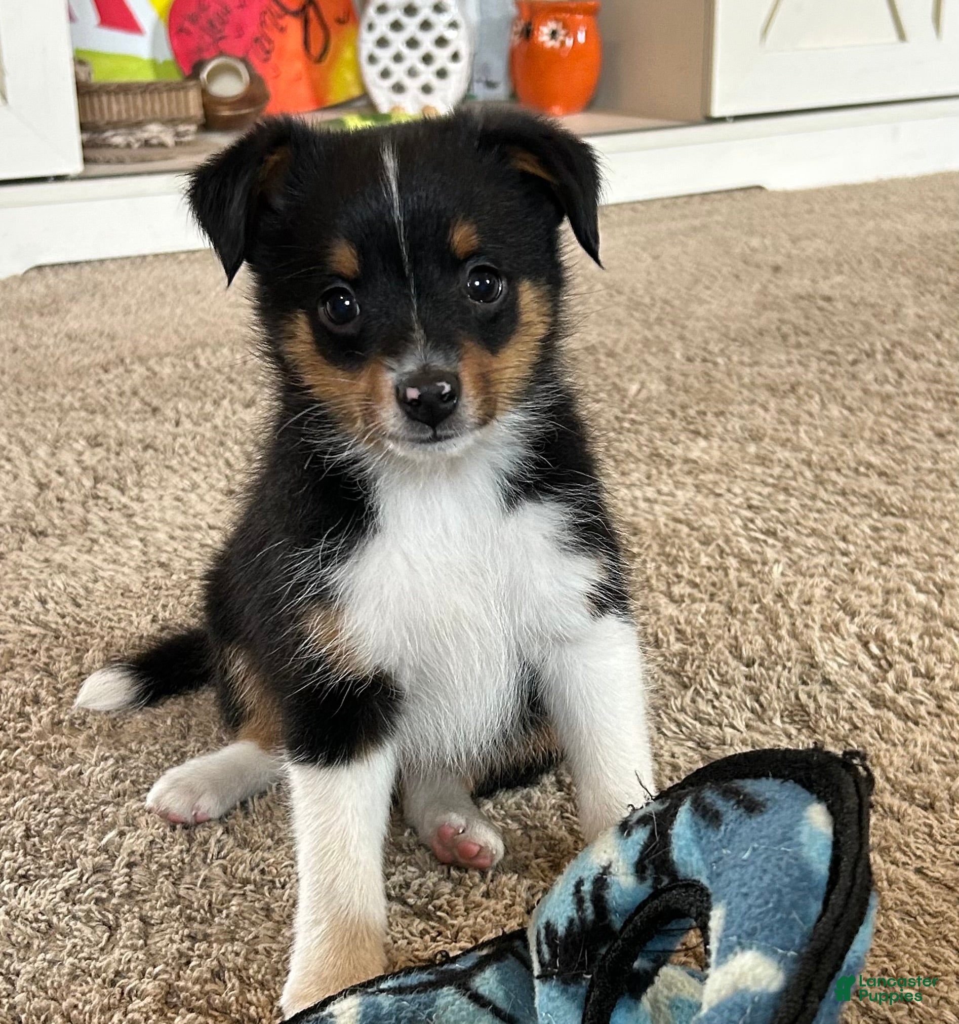 Miniature Australian Shepherd dogs Lucas - Ad 20