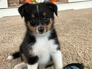 Miniature Australian Shepherd dogs Lucas - Ad 4