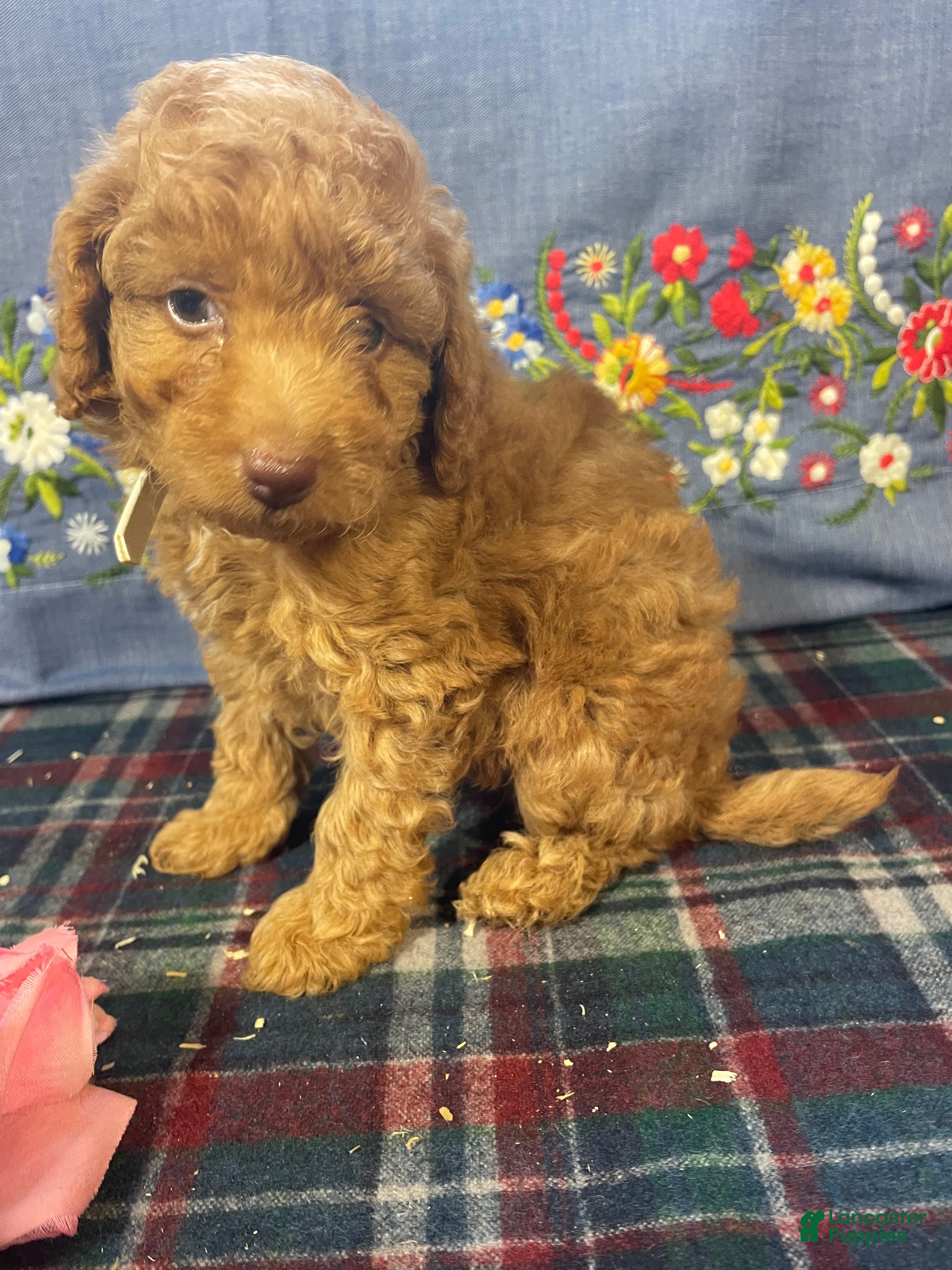 Toy Poodle dogs Margie - Ad 2
