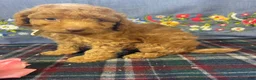 Toy Poodle dogs for sale: Margie - Ad 2