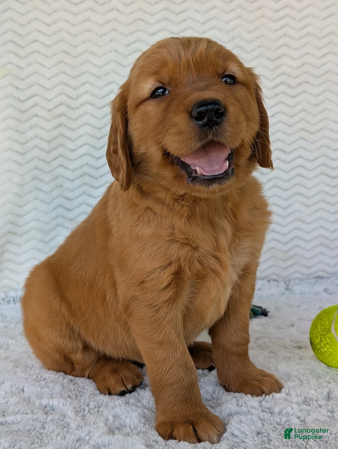 Golden Retriever dogs for sale: Miss Ruby  - Ad 1