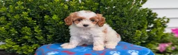 Cavapoo dogs for sale: Nadia - Ad 9