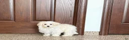 Maltese dogs for sale: Cory - Ad 4