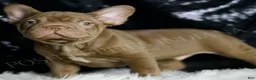 French Bulldog dogs for sale: Snickers - Ad 4