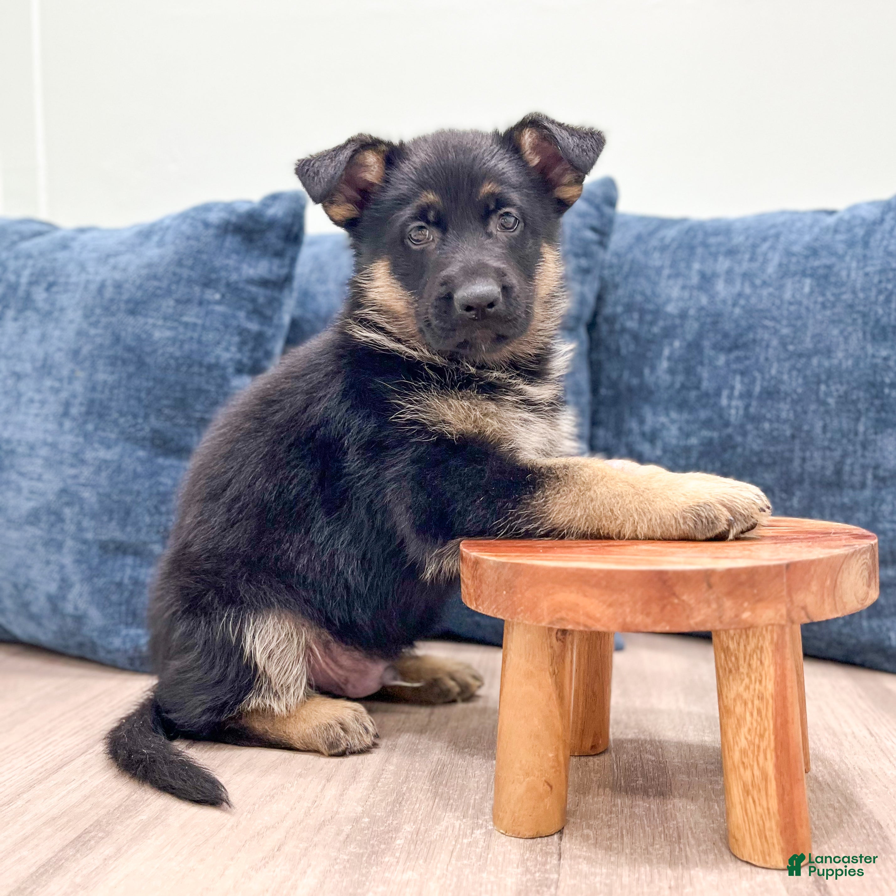 German Shepherd dogs Kendon - Ad 2