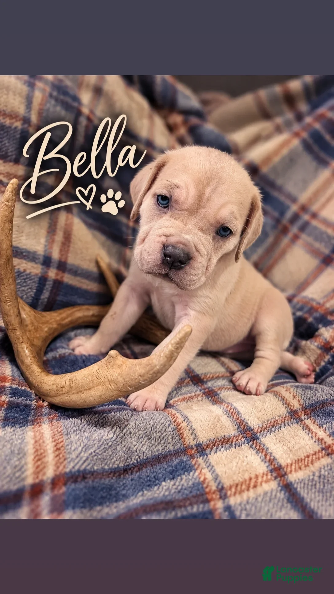 Cane Corso dogs Bella - Ad 3
