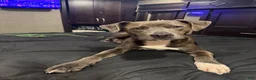 Mixed Breed dogs for sale: Mixed Breed 2 - Ad 2