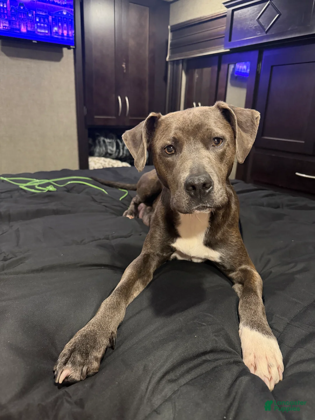 Mixed Breed dogs for sale: Mixed Breed 2 - Ad 2