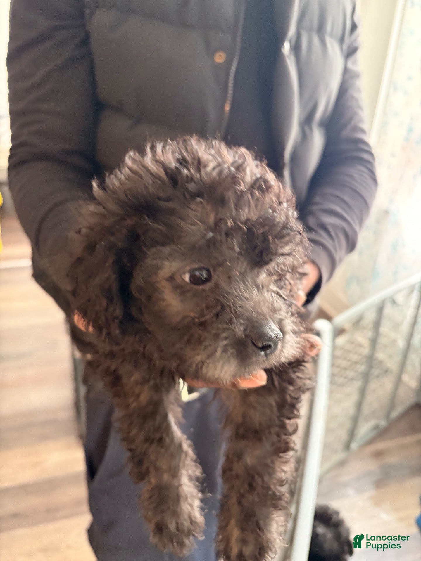 Shihpoo dogs for sale: Shihpoo 1 - Ad 8