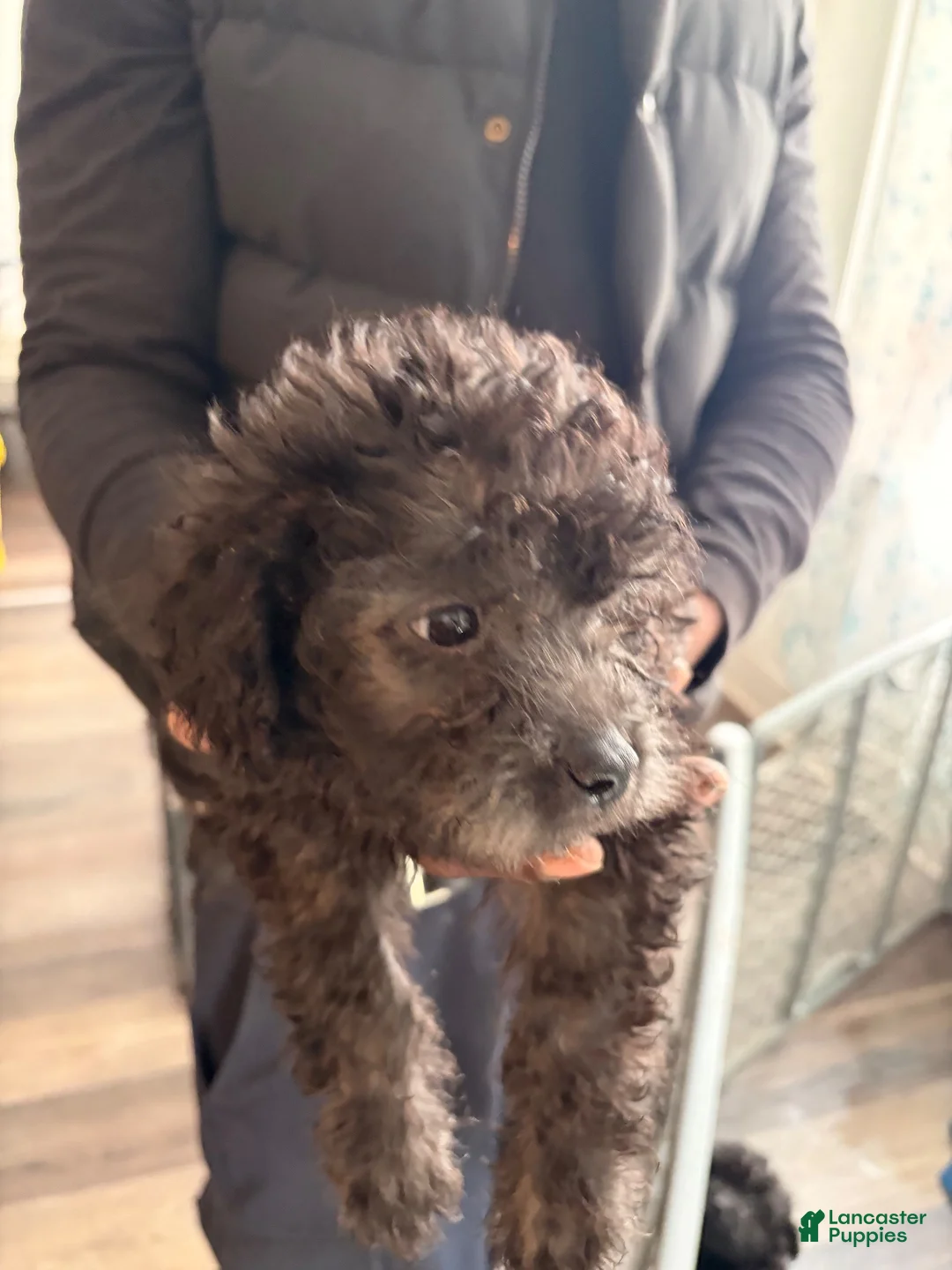 Shihpoo dogs for sale: Shihpoo 1 - Ad 1