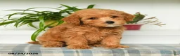 Mini Goldendoodle dogs for sale: Trixy - Ad 1