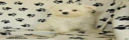 Maltese dogs for sale: Rover  - Ad 5