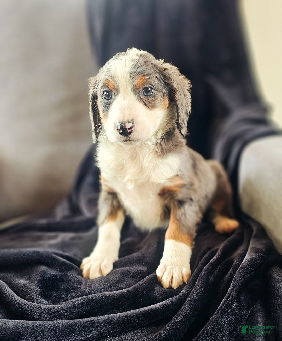 Mini Bernedoodle dogs for sale: Ally - Ad 5