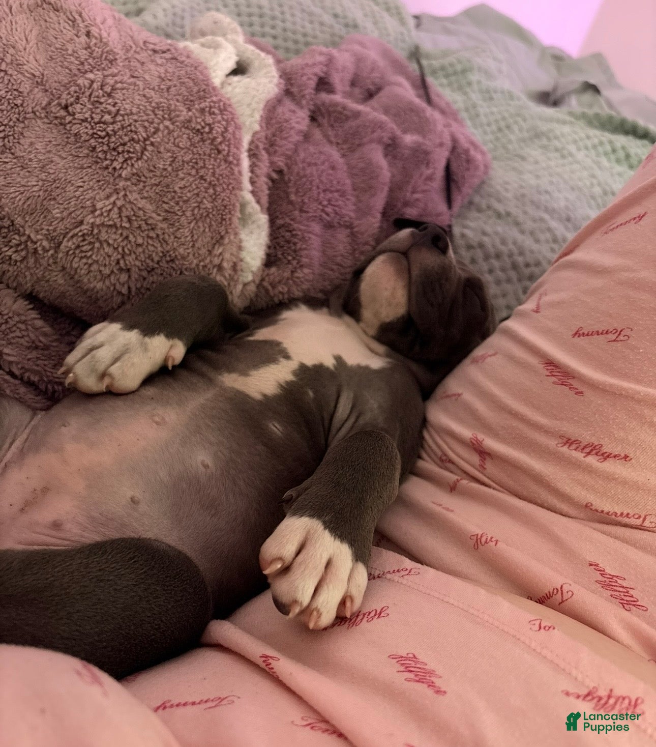 American Pit Bull Terrier dogs American Pit Bull Terrier 1 - Ad 1