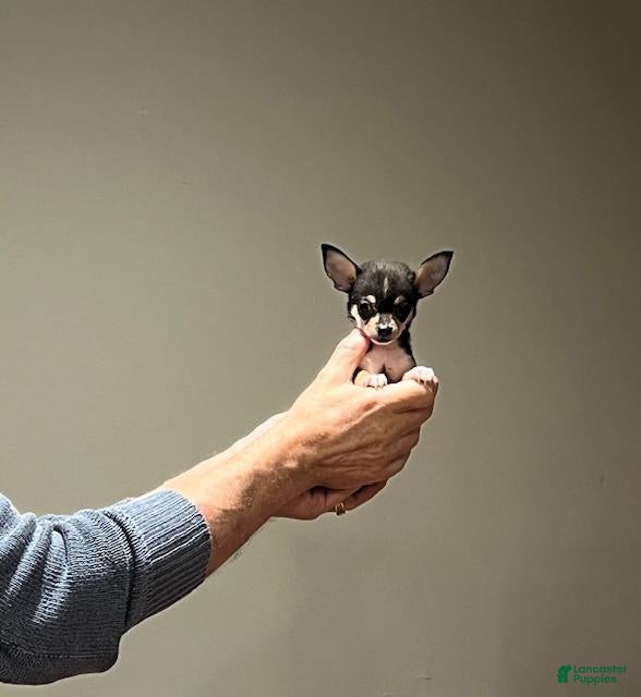 Chihuahua dogs Chihuahua Puppy 1 - Ad 1