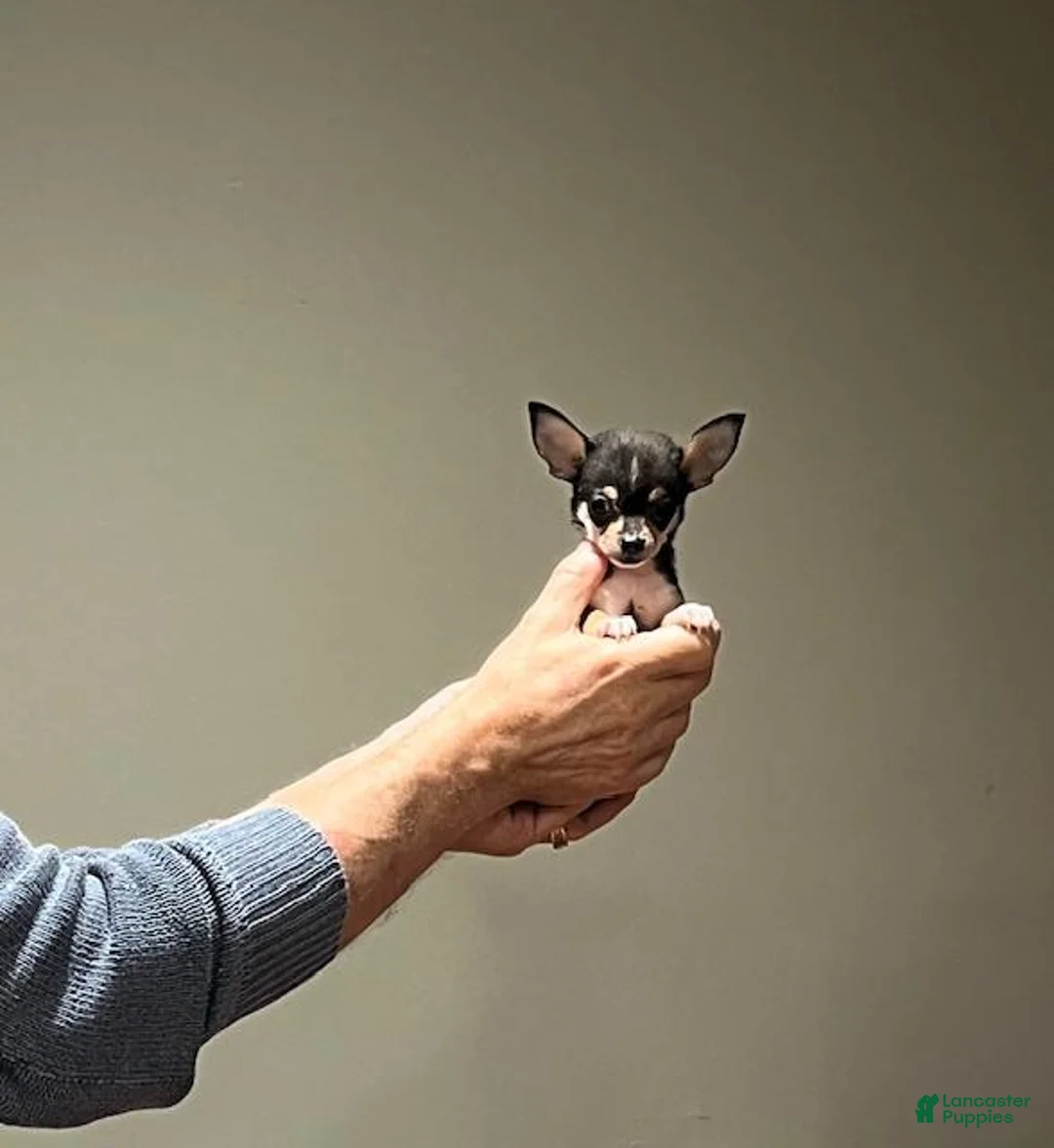 Chihuahua dogs for sale: Chihuahua Puppy 1 - Ad 1