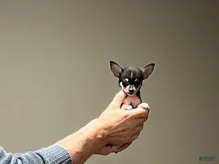 Chihuahua dogs Chihuahua Puppy 1 - Ad 1