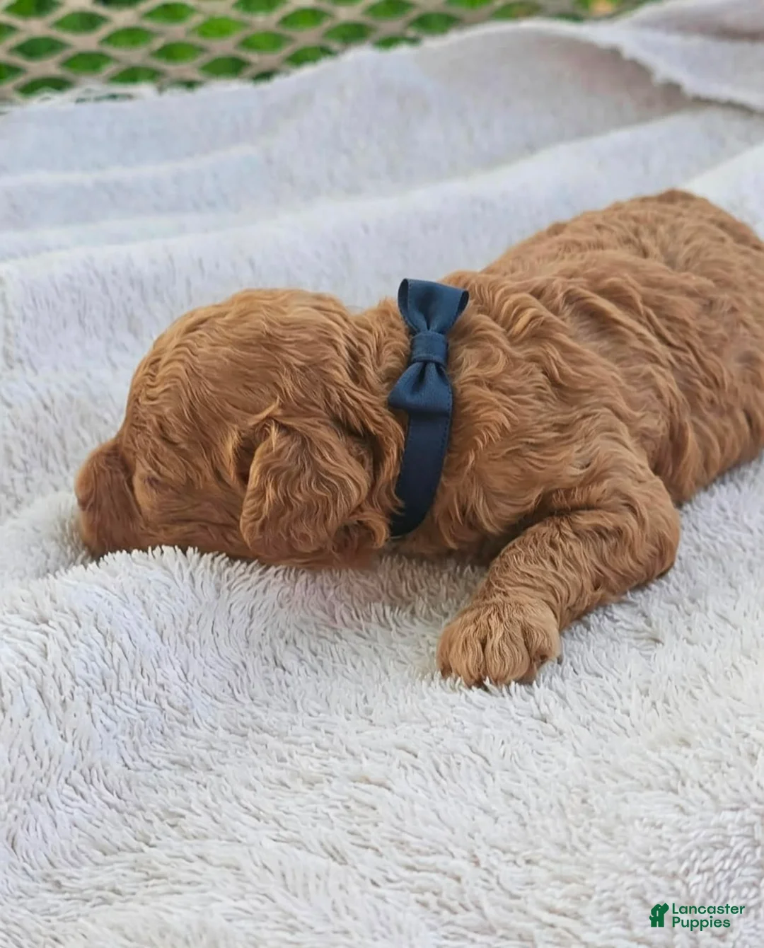 Toy Poodle dogs for sale: Franky - Akc Toy Poodle - Ad 2