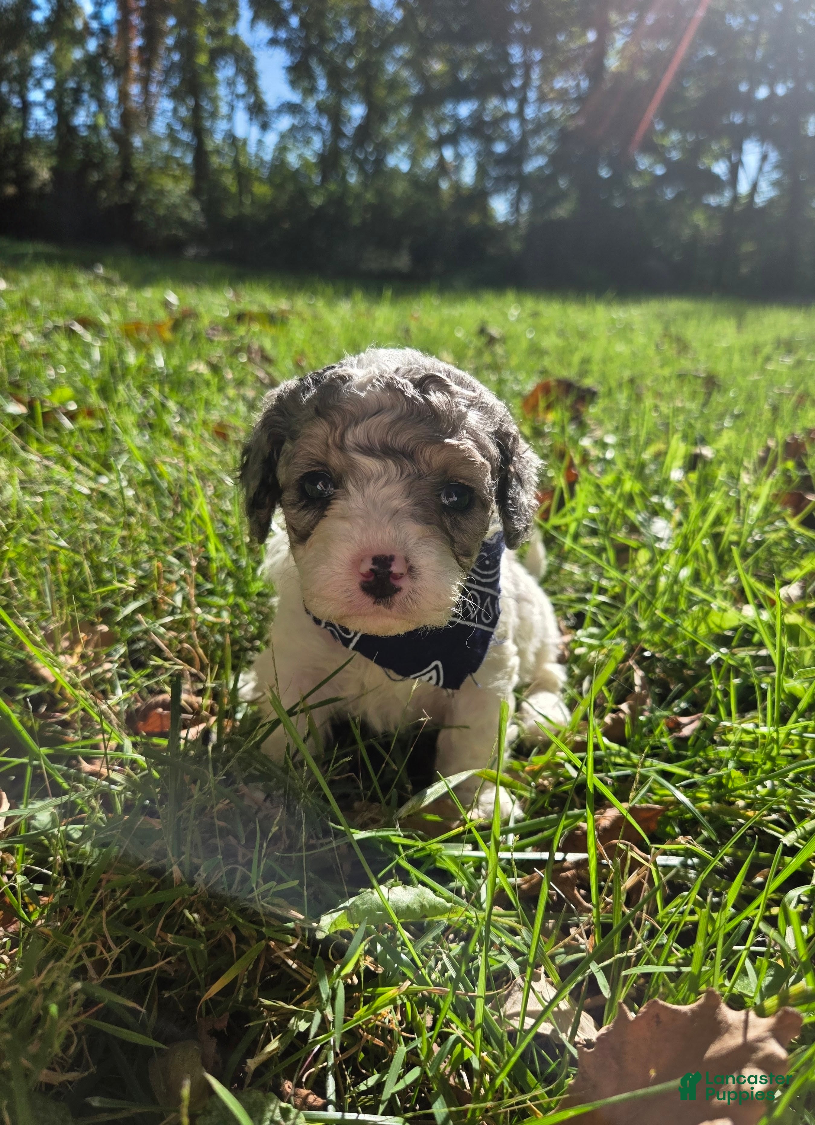 Cavapoo dogs for sale: Lily - Ad 1