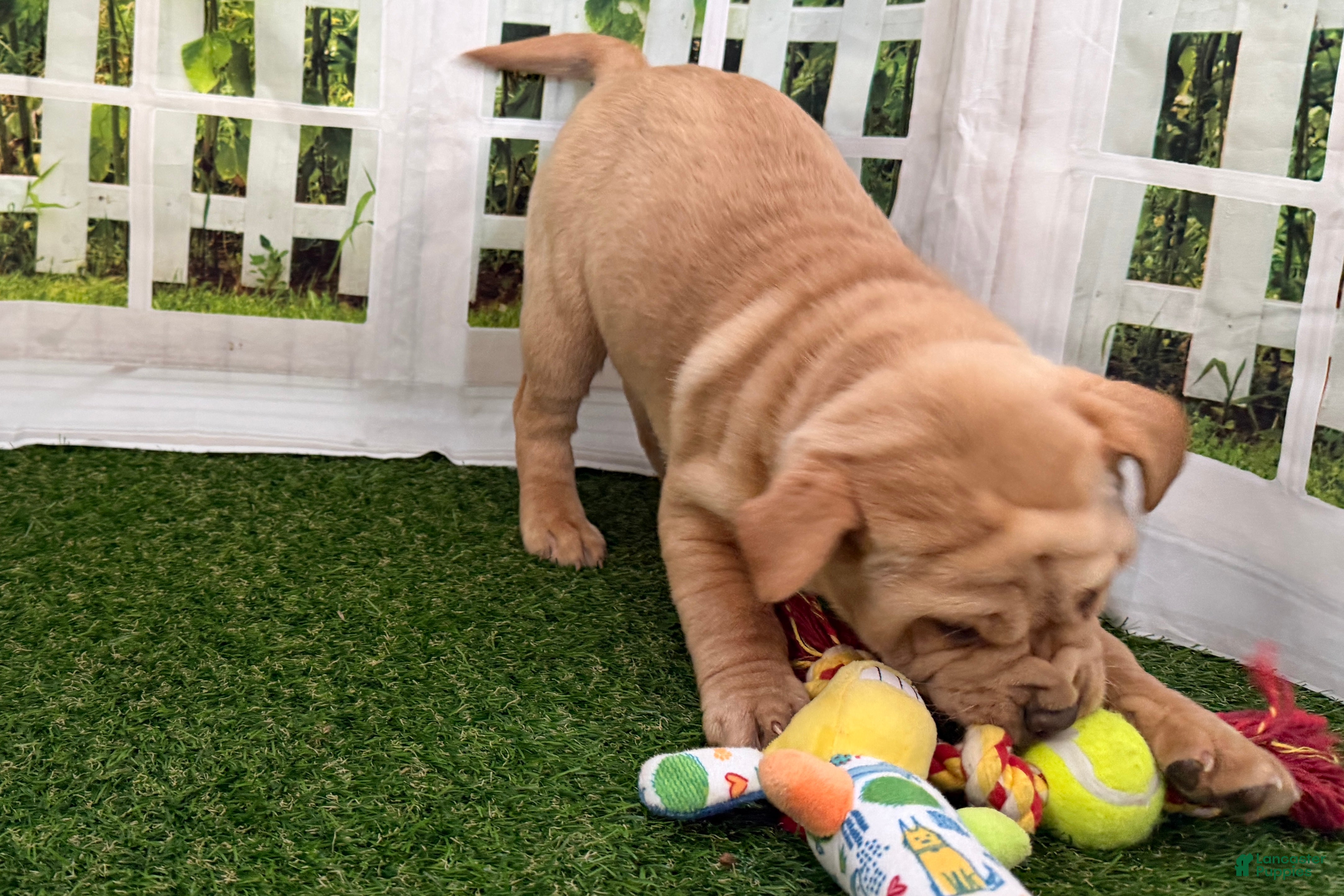 Mixed Breed dogs Mixed Breed Puppy 4 - Ad 2