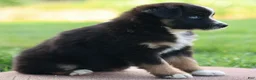 Miniature Australian Shepherd dogs for sale: Joyce - Ad 6