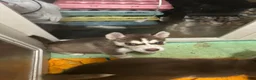 Siberian Husky dogs for sale: Siberian Husky 1 - Ad 4