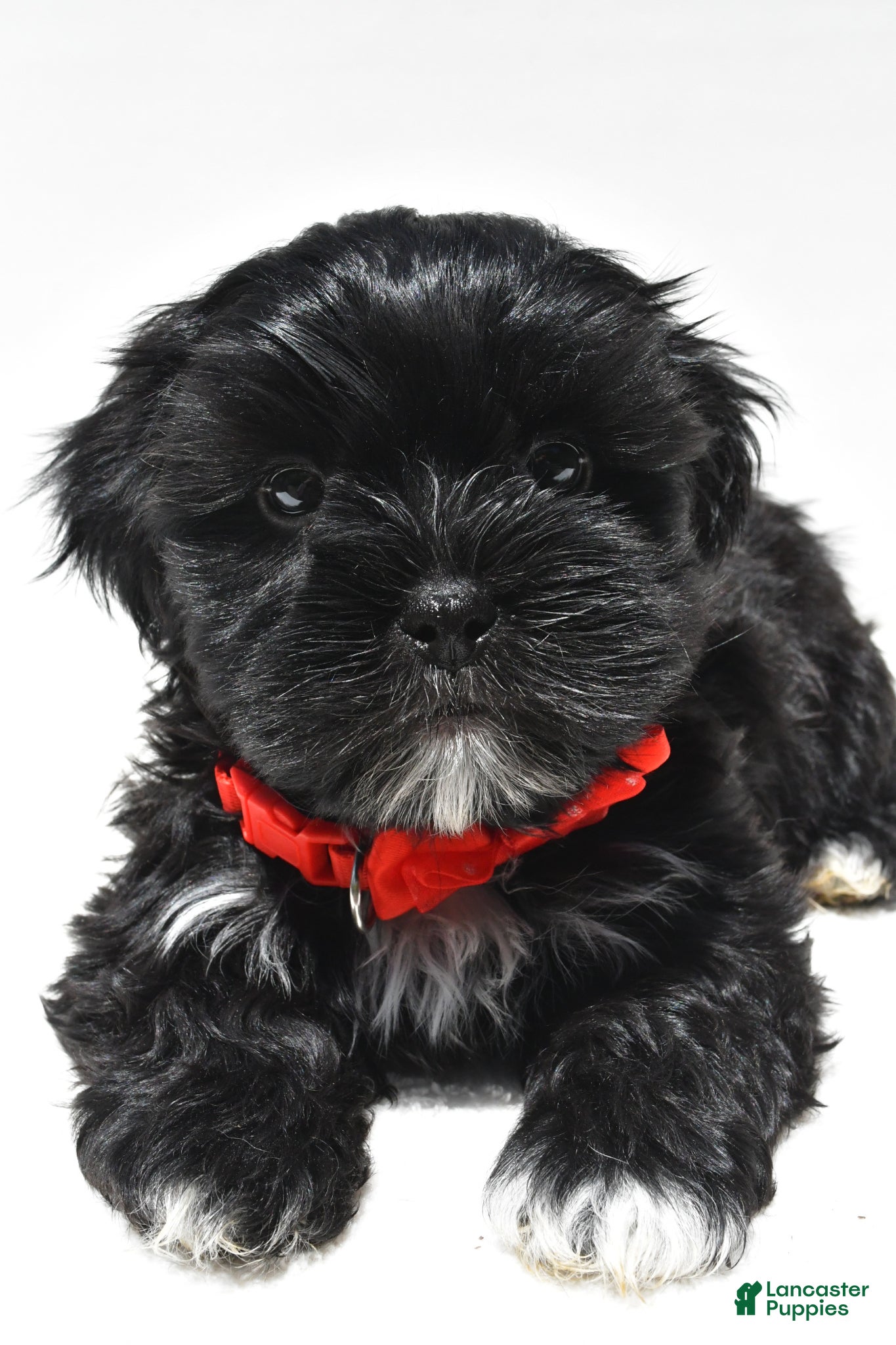 Shorkie dogs Patrick - Ad 2