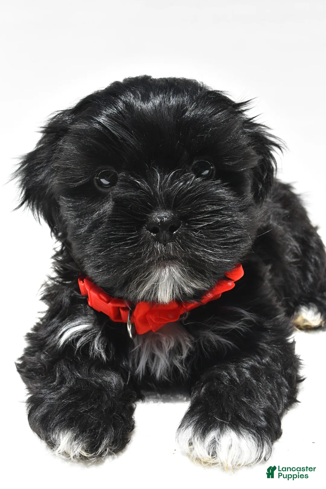 Shorkie dogs for sale: Patrick - Ad 2