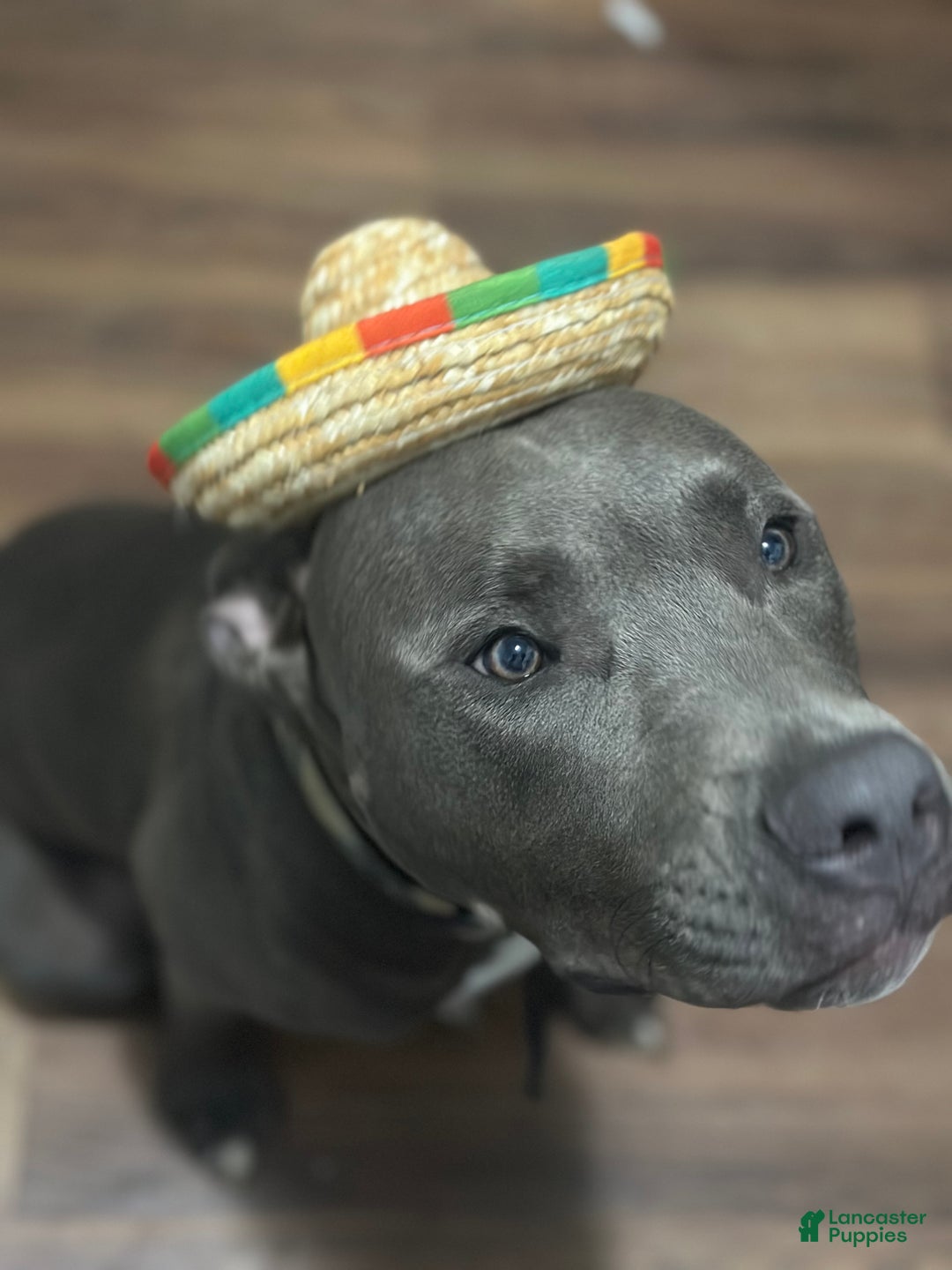 Mixed Breed dogs for sale: Mixed Breed Puppy 1 - Ad 1