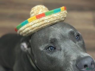 Mixed Breed dogs - Ad 31