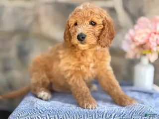 Goldendoodle dogs for sale: Marshmallow - Ad 4
