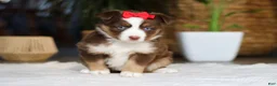 Australian Shepherd dogs for sale: Eden - Ad 4