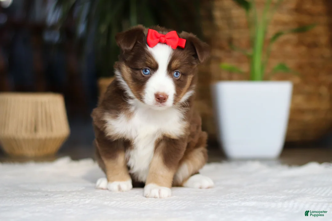 Australian Shepherd dogs for sale: Eden - Ad 4