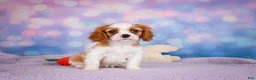Cavalier King Charles Spaniel dogs for sale: Alex - Ad 7