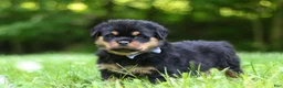 Rottweiler dogs for sale: Thor - Ad 4
