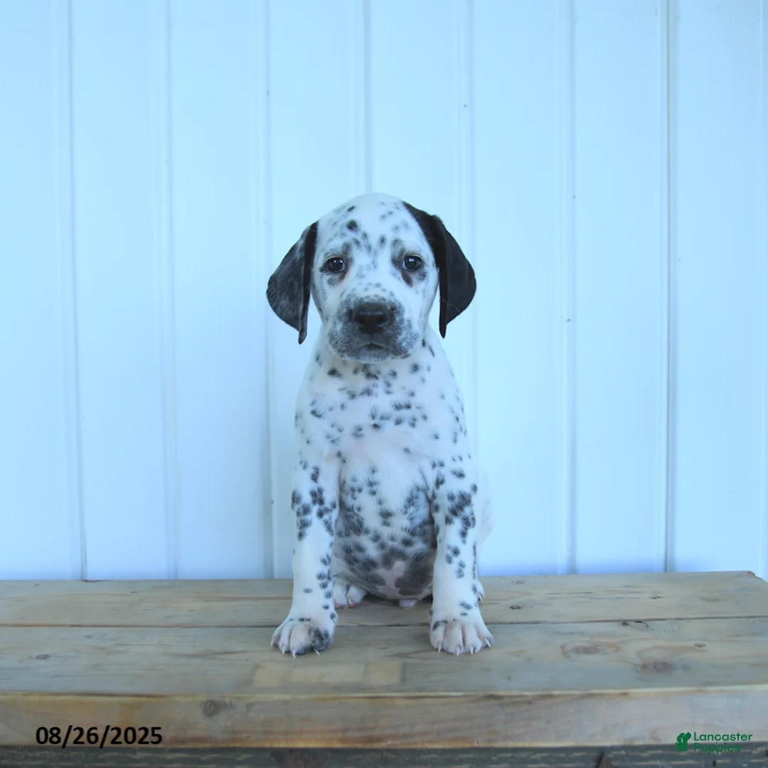 Dalmatian dogs for sale: Colt - Ad 4