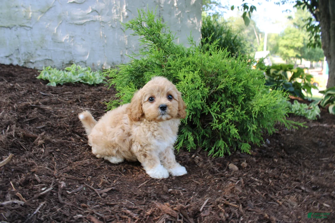 Cavapoo dogs for sale: Archer - Ad 4